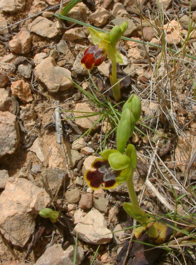 Le brillanti <i>Ophrys fusca orientali</i>   Dalla Grecia con passione